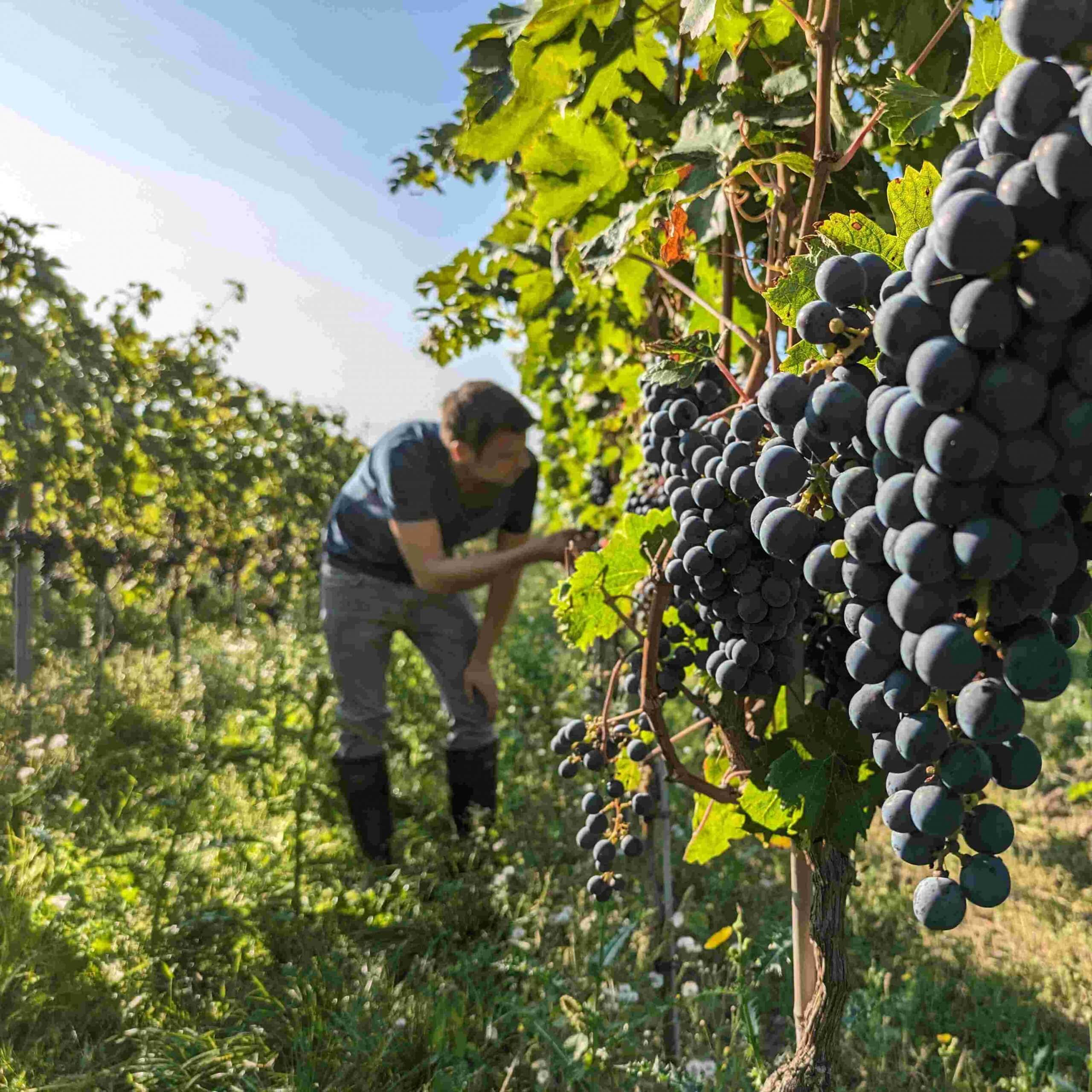 Rotweinwanderung Am 10. Oktober 2026